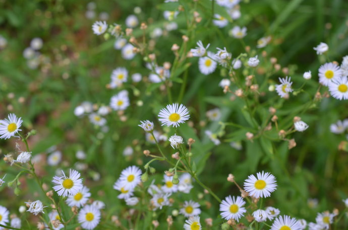 春天花园施什么肥,春天花园除虫