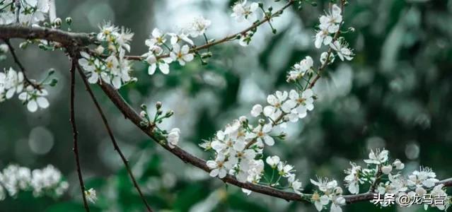 雨水时节，春雨犹添新绿，13首古诗词写意春色乍现之美