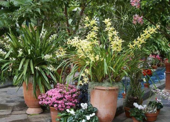 盆栽花卉的土壤变硬以后如何改变,养花小妙招盆栽土壤