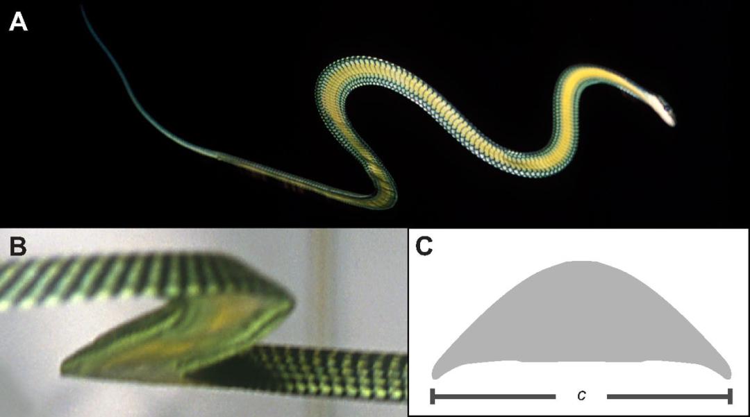 没翅膀会飞的动物,金花蛇飞行原理