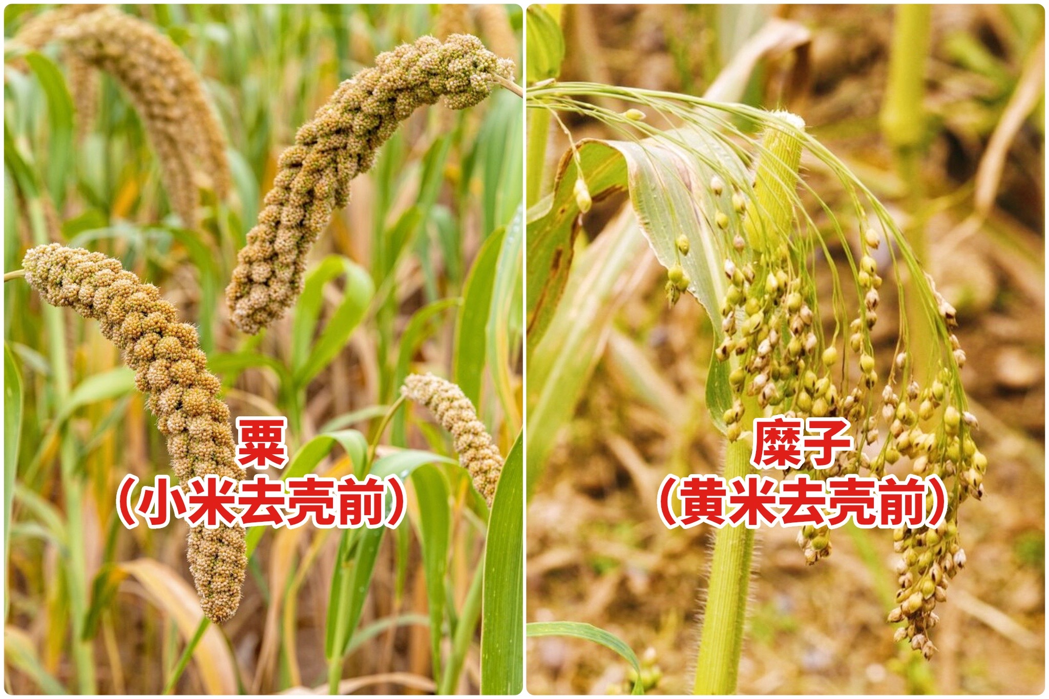 黄小米怎么区别好坏,小米杂粮有什么区别