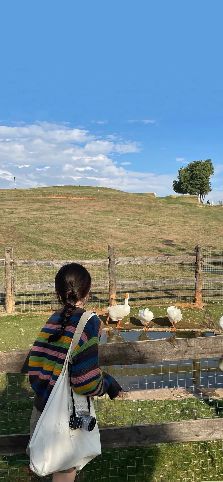 壁纸超清4k幸运壁纸,阴阳师壁纸动态壁纸高清全屏90帧