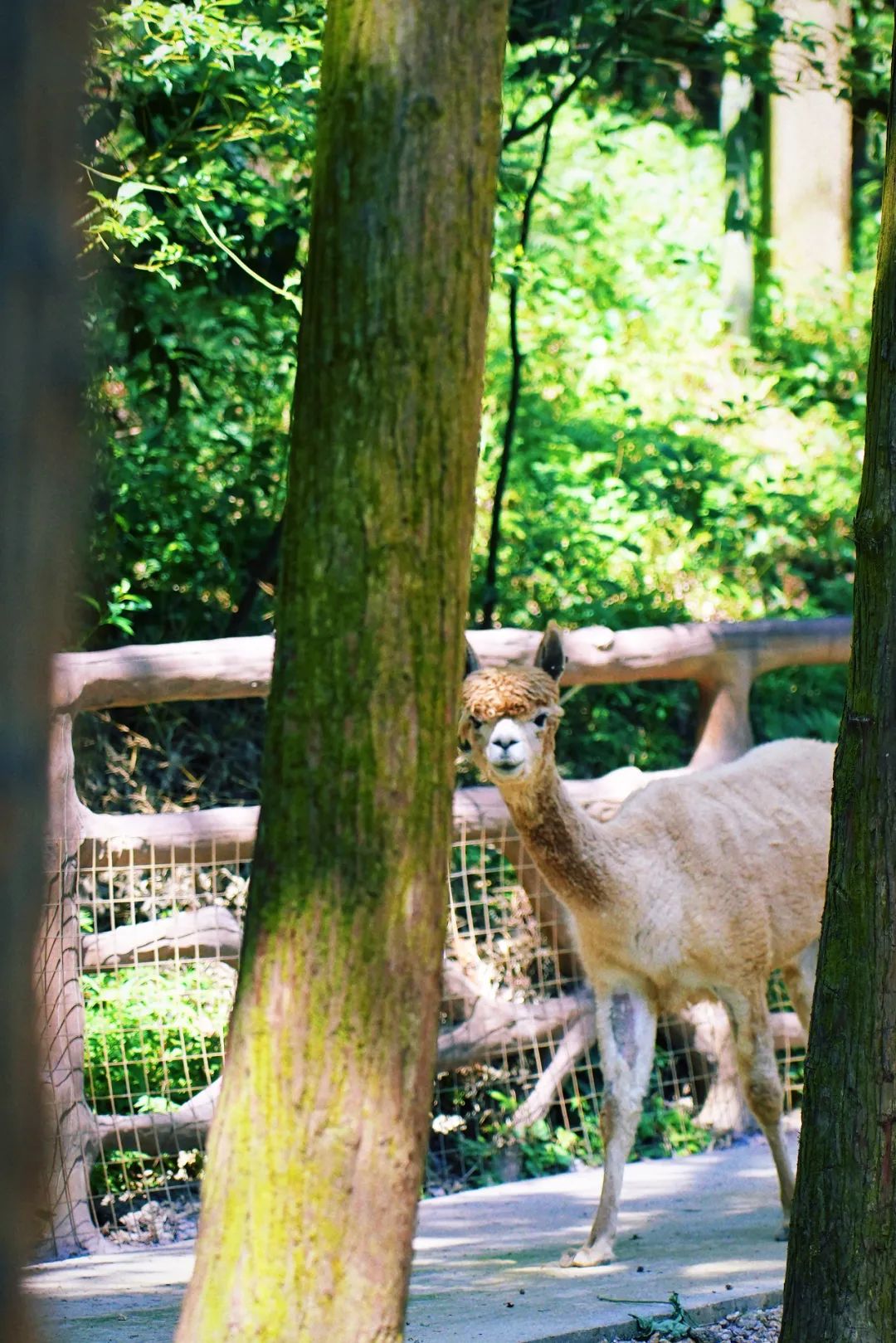 安吉亲子旅游必去的景点,安吉最新亲子旅游度假