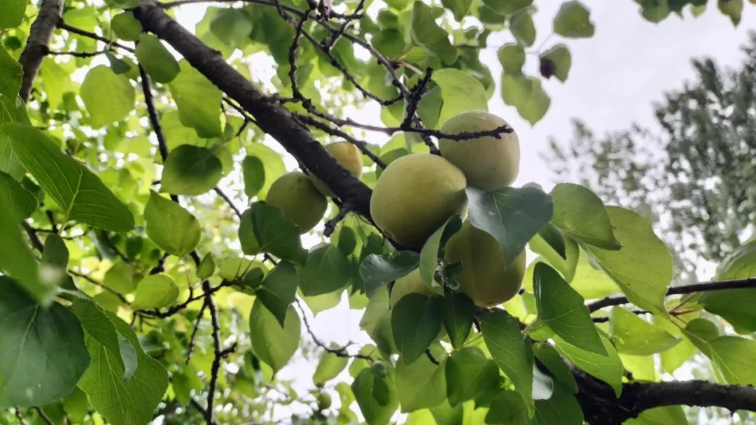 乐在其中——我与公众号“百姓文化视点”◎文/天涯