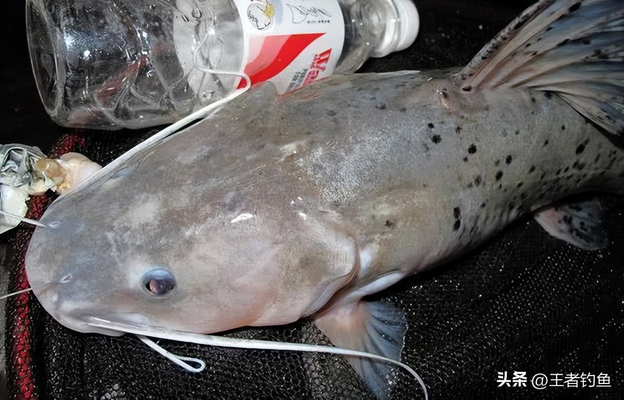 柳州柳江钓鱼人,柳州附近免费野钓