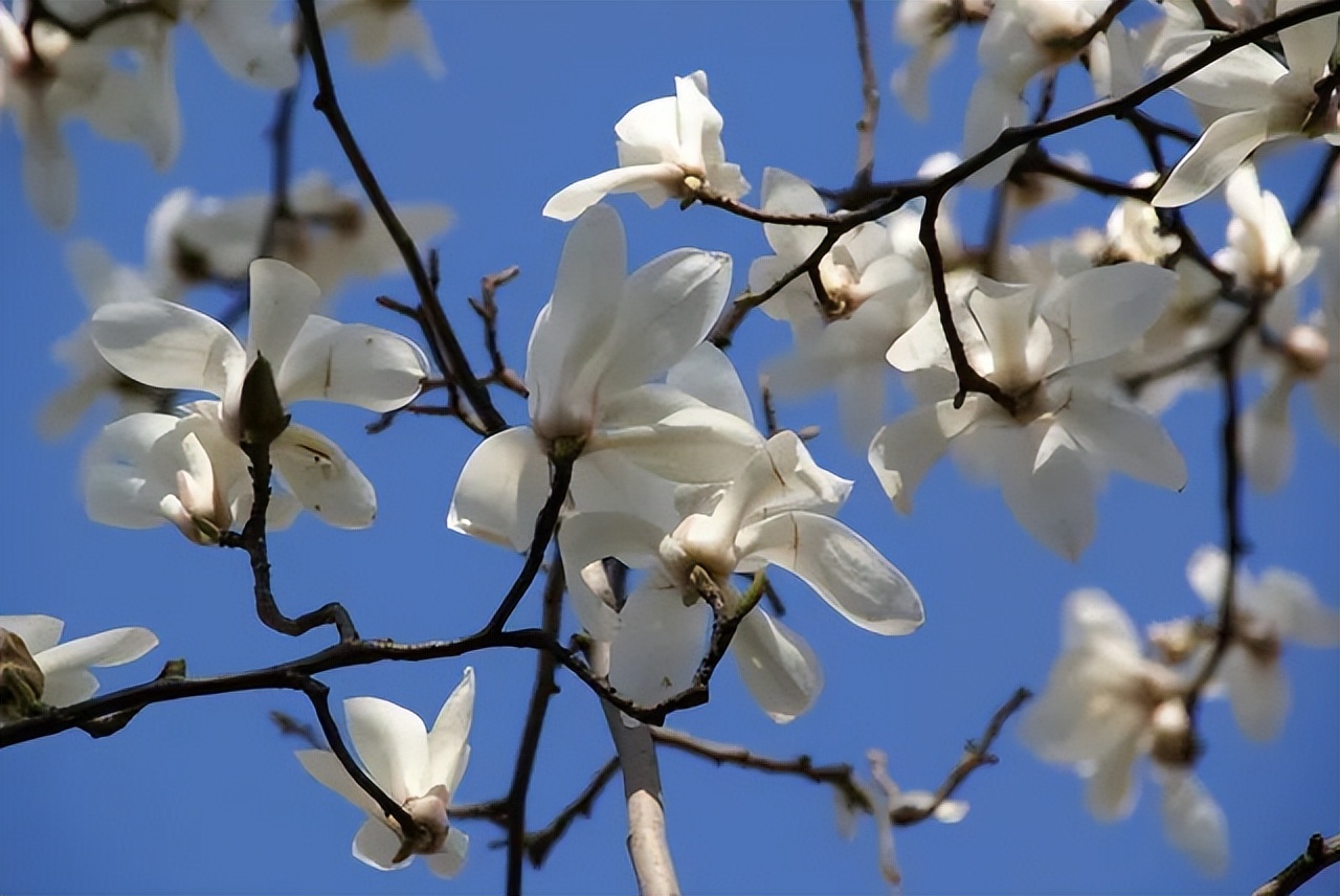 春天的白玉兰图片大全大图,春天的白玉兰诗句古诗