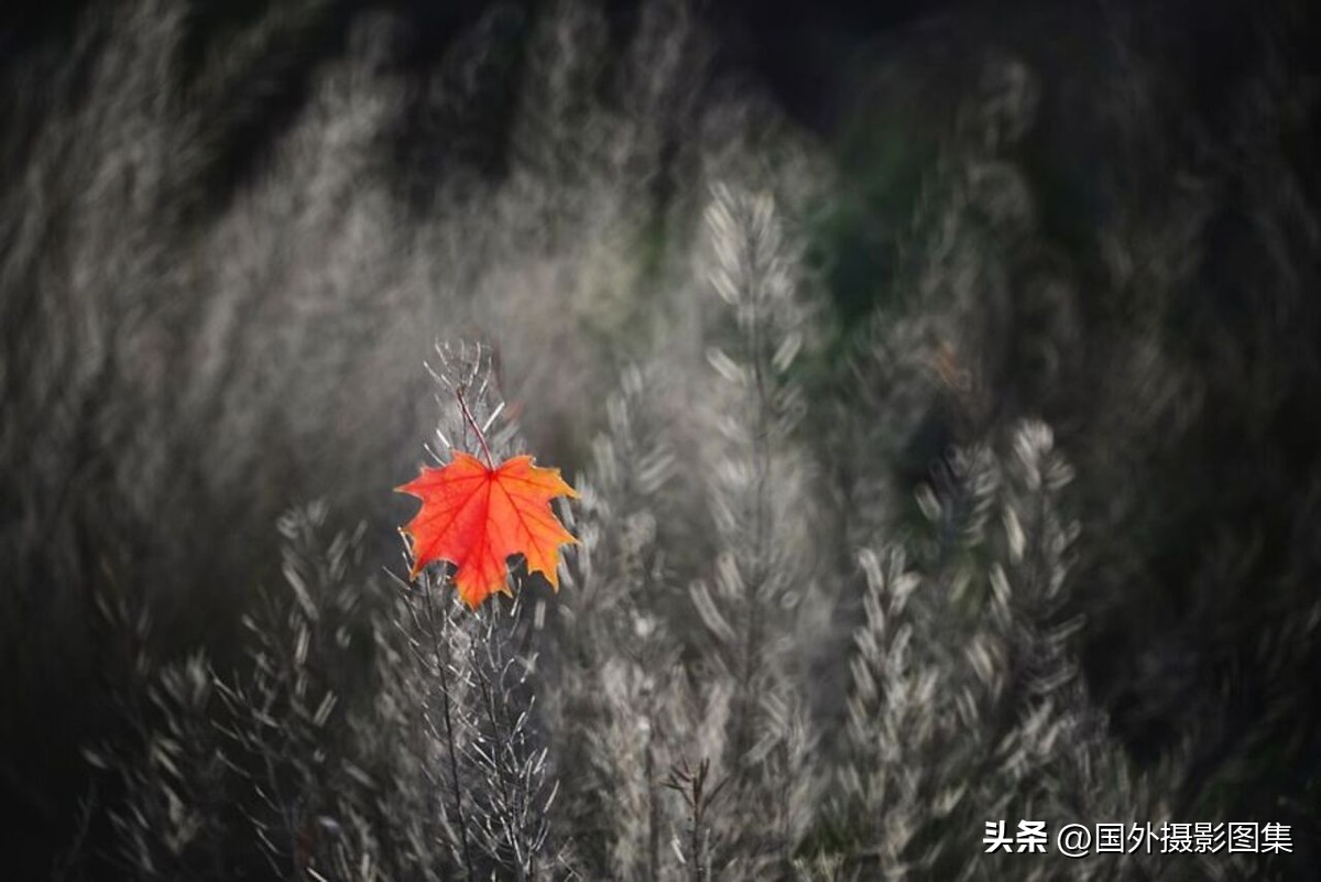 秋天最美大自然图片,春天最美的三十六张照片