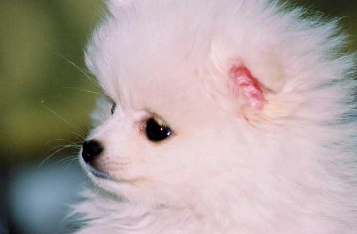 如何帮骨折的银狐犬固定呢？用这些方式，就对了