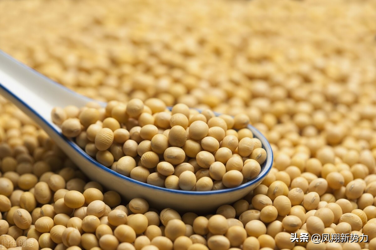 东北大豆今日最新价格多少钱一斤,东北大豆今日价格表