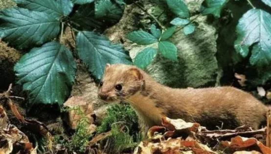 晚上看到黄鼠狼进鸡窝偷鸡吃,半夜回家碰到黄鼠狼