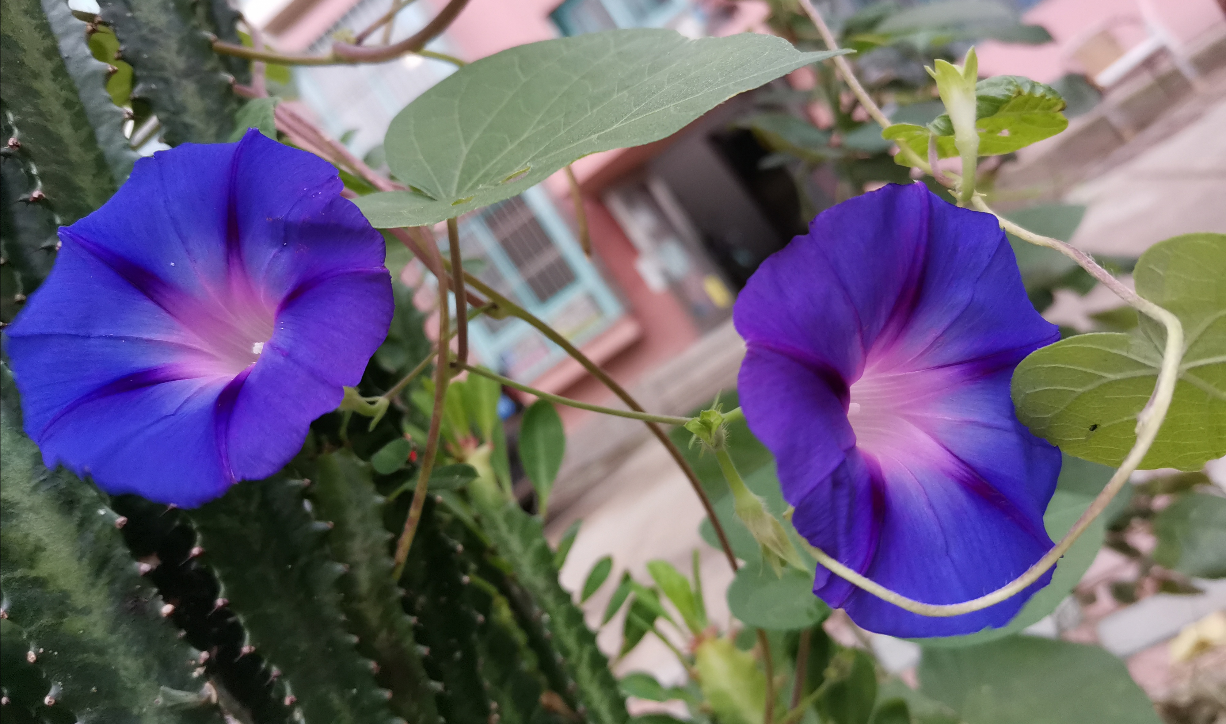 我的一段恋爱经历,回忆我的恋爱经历