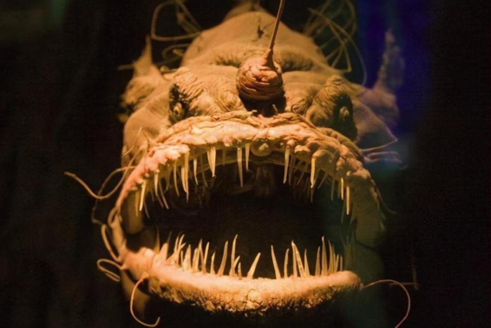 吃100斤的巨型食人鱼,黑叉齿鱼是怎么吞下大鱼的