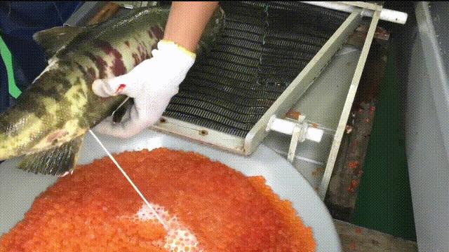 三文鱼水光真假分辨,哪种才是真正的三文鱼