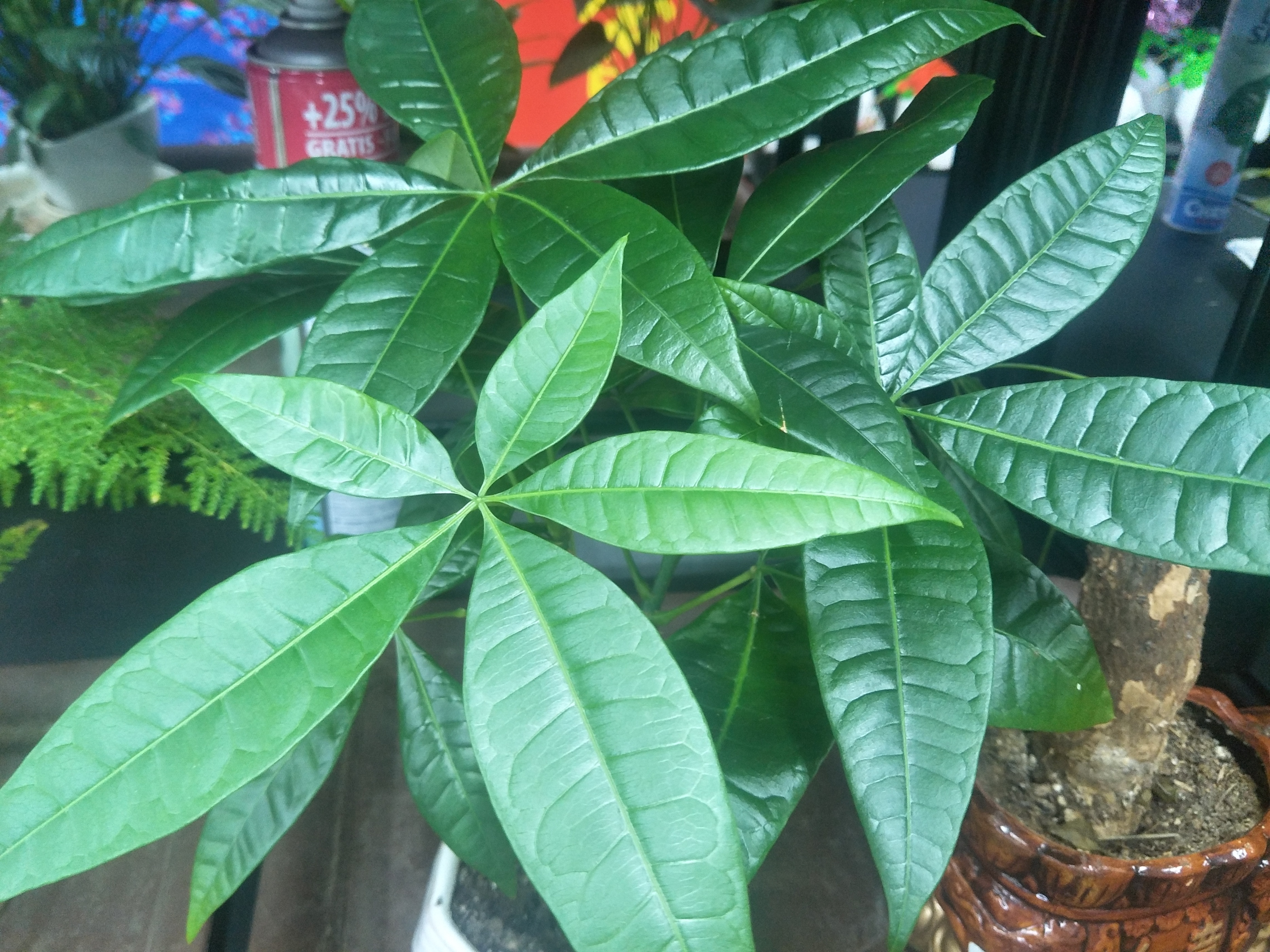 养花有5大忌看看你犯了几条,养花浇水的三大禁忌是什么