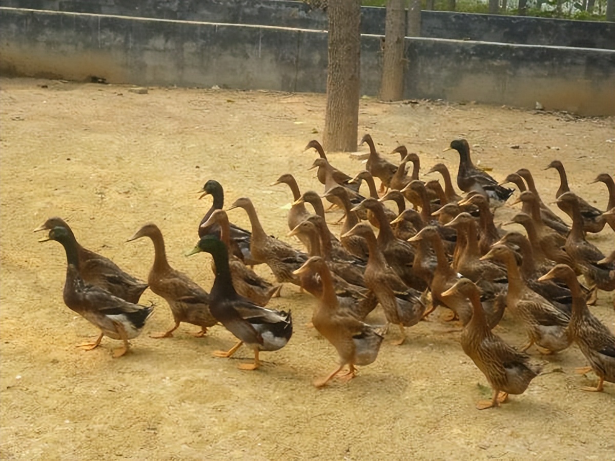 养殖动物品种大全,特种动物养殖品种