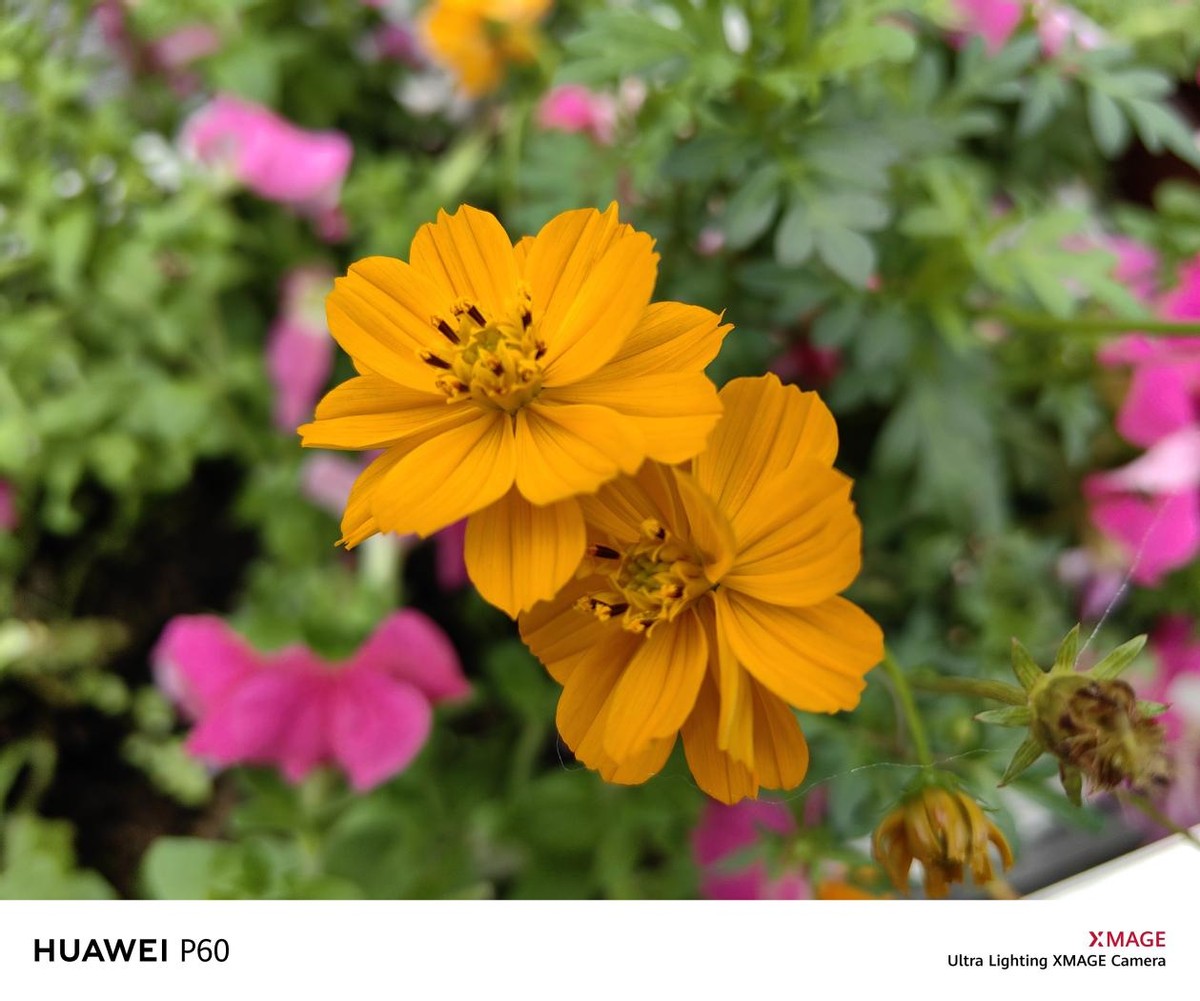 没有徕卡的华为p60系列评测,最新发布华为p60系列值得入手吗