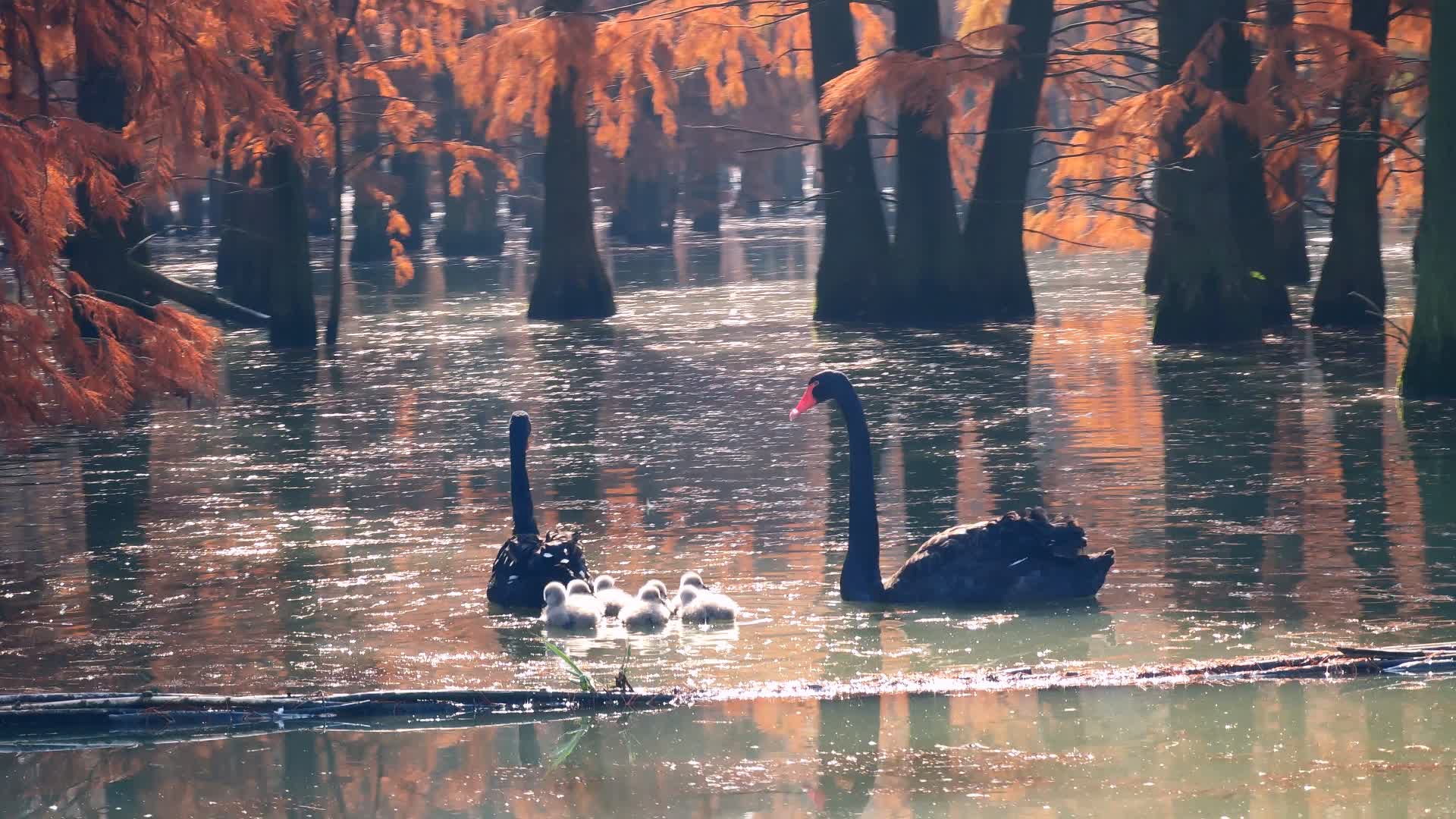 苏浙皖赣的旅游景点有多少,苏皖旅游景点推荐