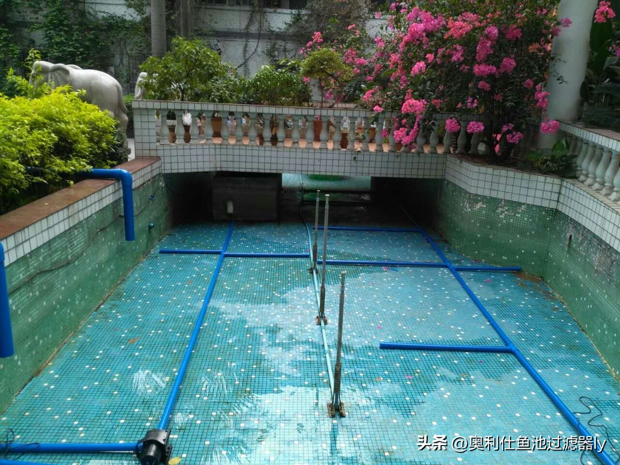 锦鲤鱼缸不喂食可以多久不换水,锦鲤入池三天喂食换水正常吗