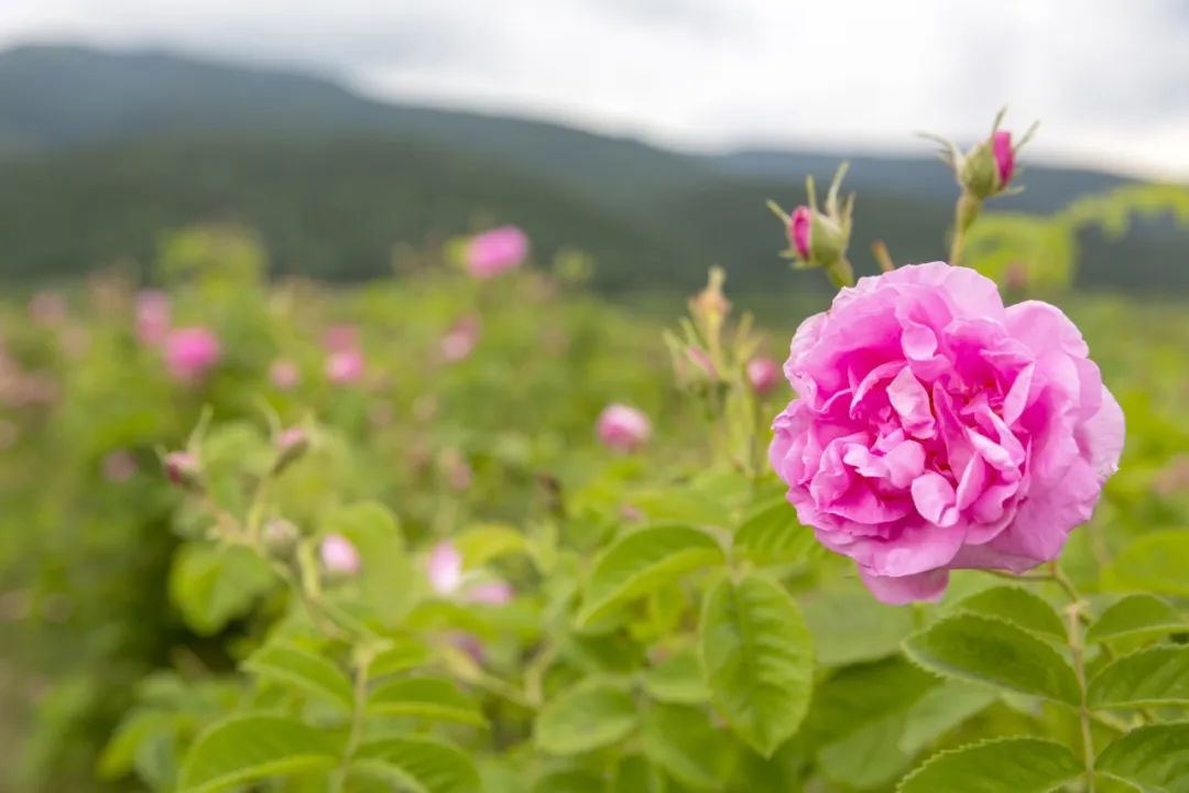 玫瑰和月季的所有种类,比较经典的玫瑰花型月季