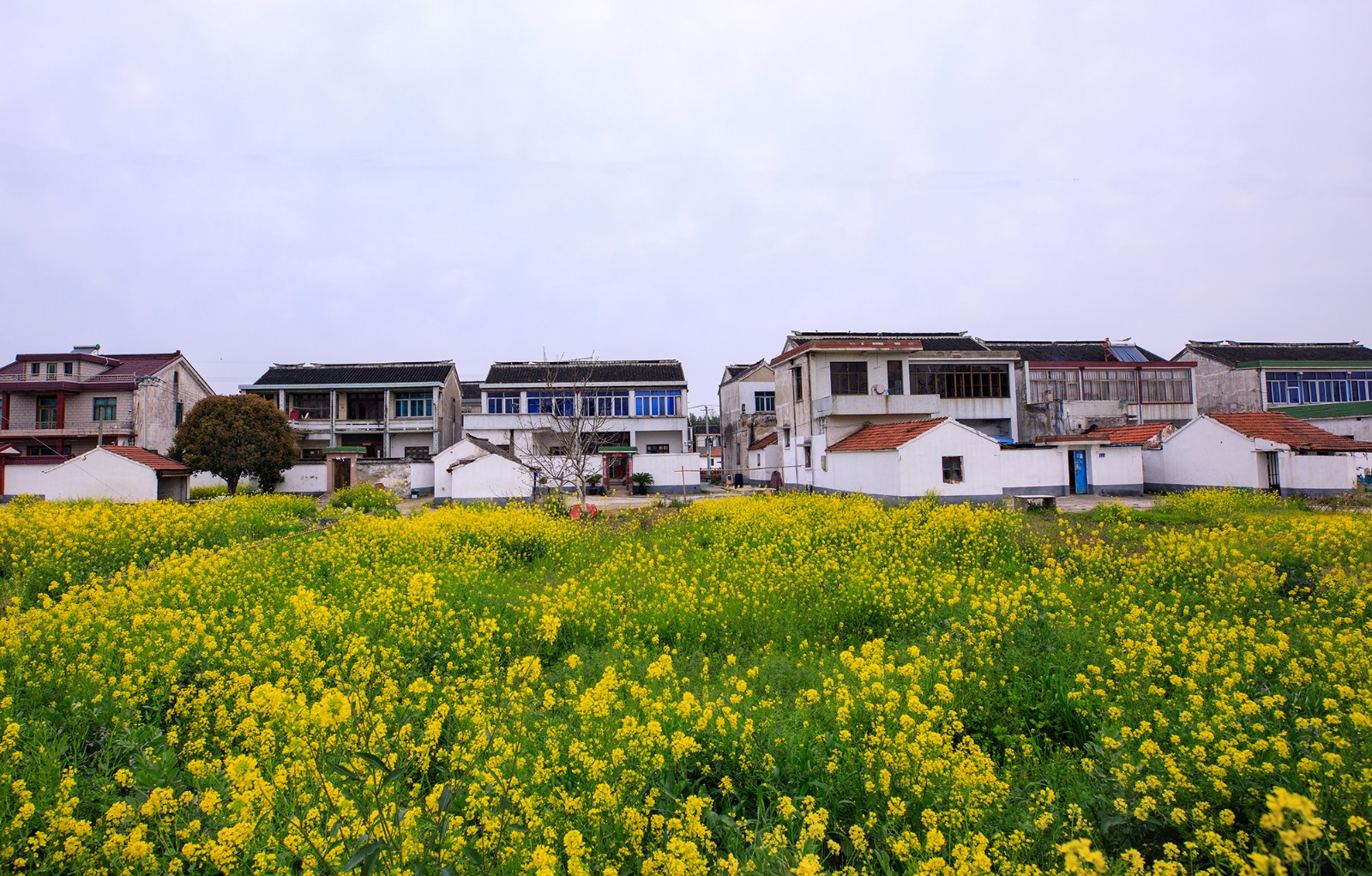 沙家浜景区诗句,沙家浜芦荡在什么地方