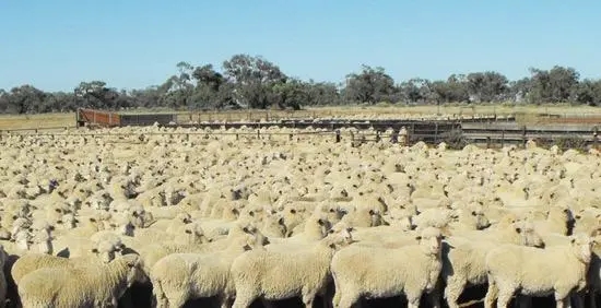 索科罗岛美利奴羊羔的形态描述和体重预测