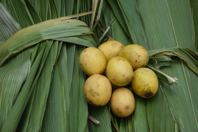 嘉兴蛋黄肉粽的粽叶是什么叶子,一个粽叶包粽子买多宽的叶子