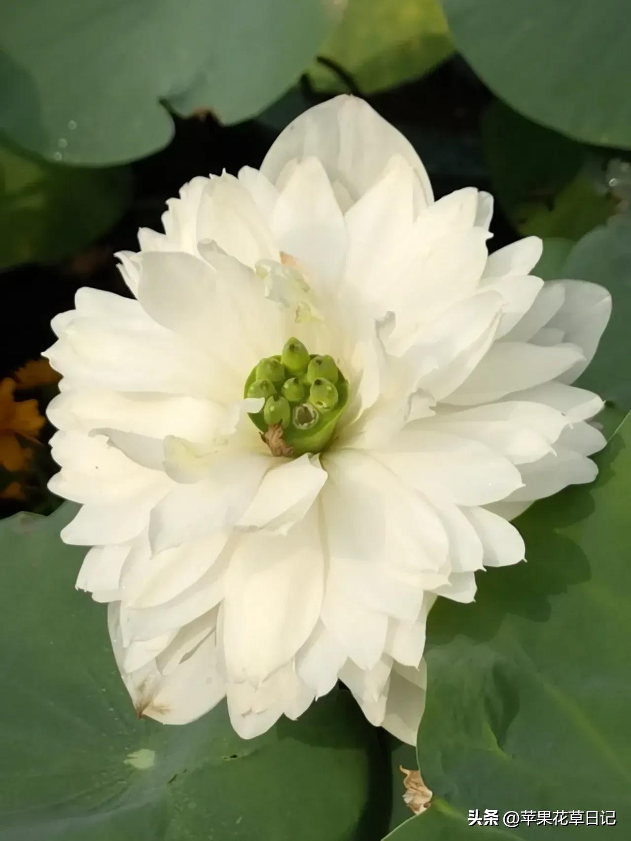 莲花盛开欣赏,绝美的莲花