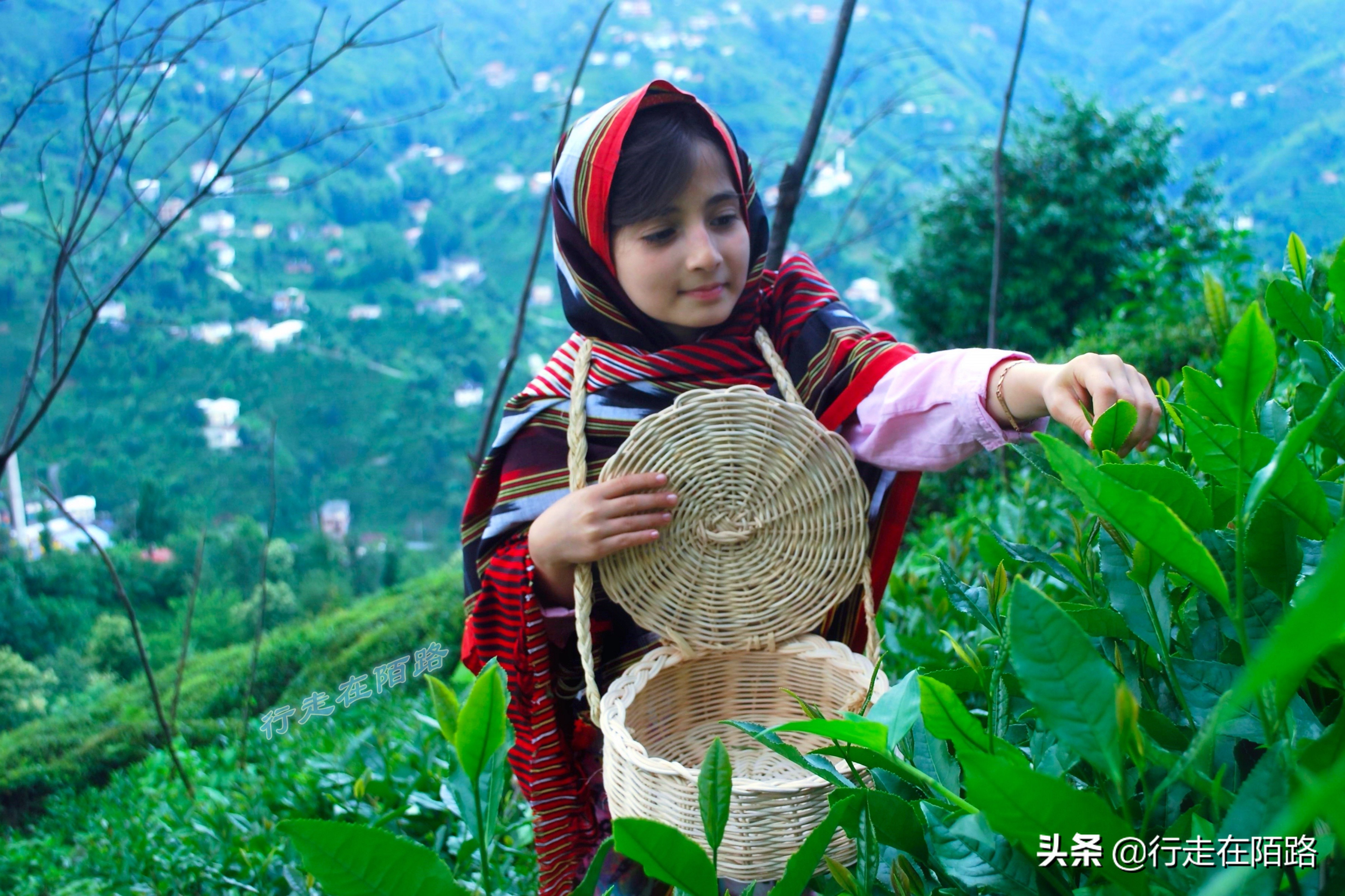 土耳其人茶文化,土耳其中文向导