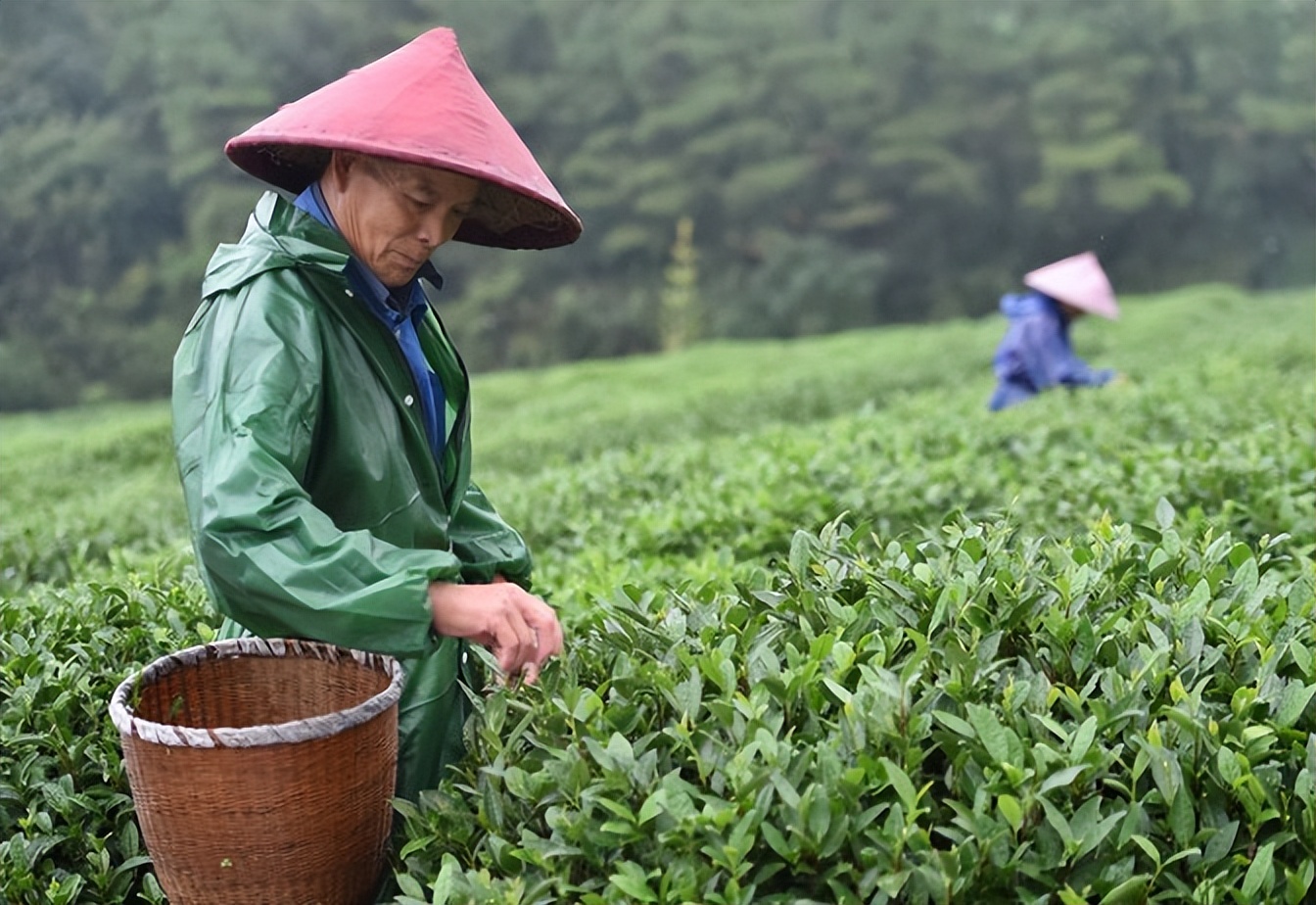 痛心的技术泄密：英国*子骗**从中国偷走两种树苗，中国损失百亿纹银