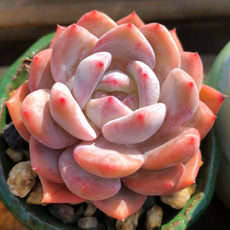 十二卷多肉的品种图鉴,100种多肉植物图片大全