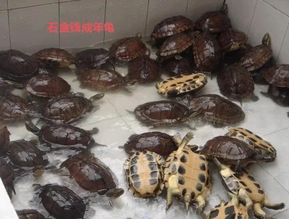 新手养什么龟比较易养,新手养什么龟又好看又便宜又耐活