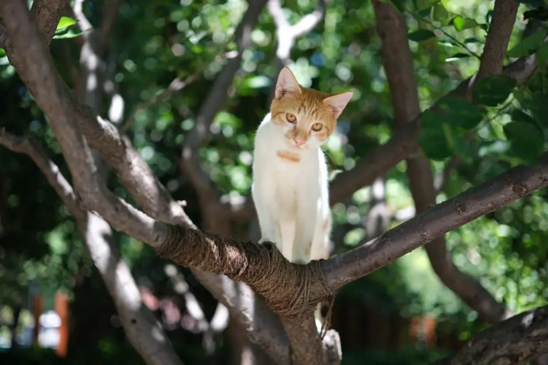 绽放尖端画质富士新旗舰x-h2发布,富士X-H2无反相机发布