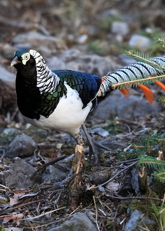 西昌市市鸟,西昌市鸟是哪种