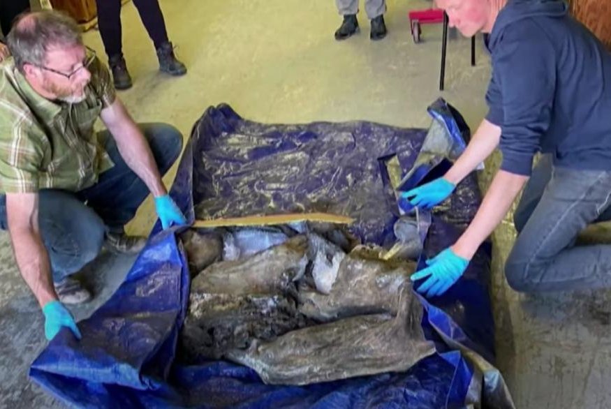 猛犸象为何在1670年就灭亡了,猛犸象加拿大