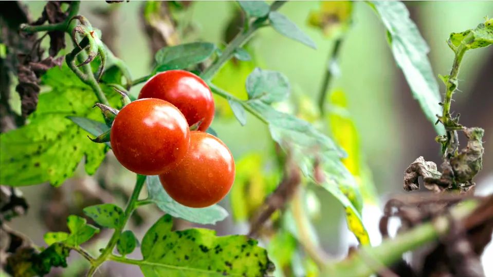 这个夏天怎么吃才最爽,春夏什么好吃