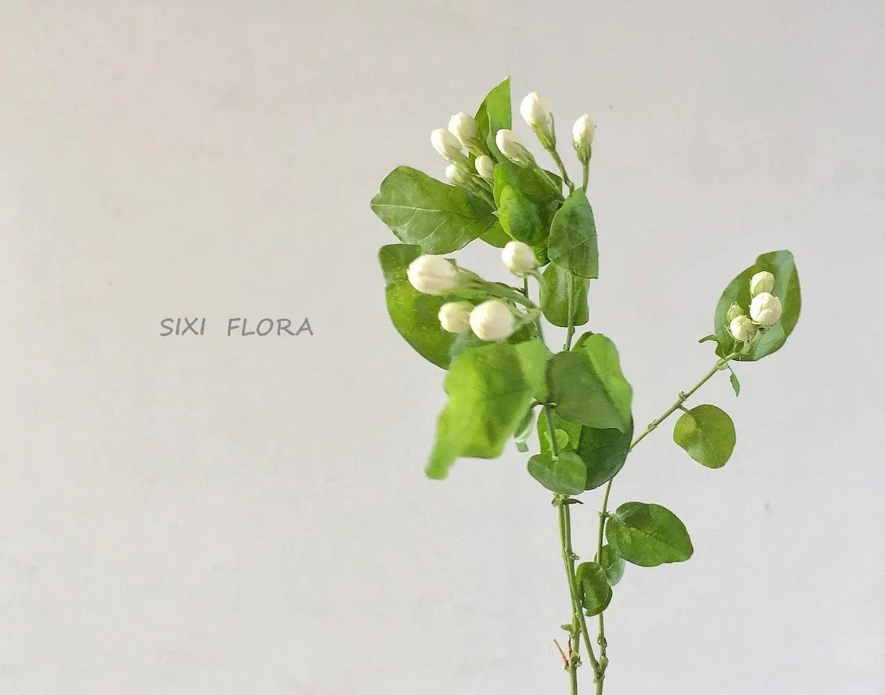 哪些花的花语惊艳了你好久呢,被哪种花的花语惊艳到