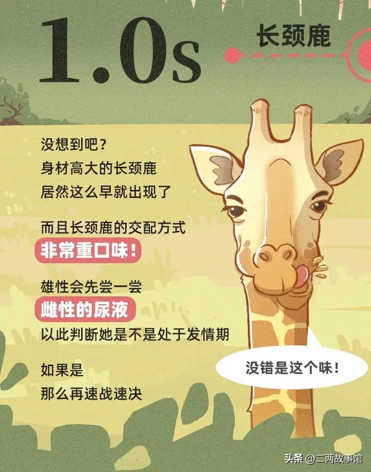 漫画：动物界交配时间轴