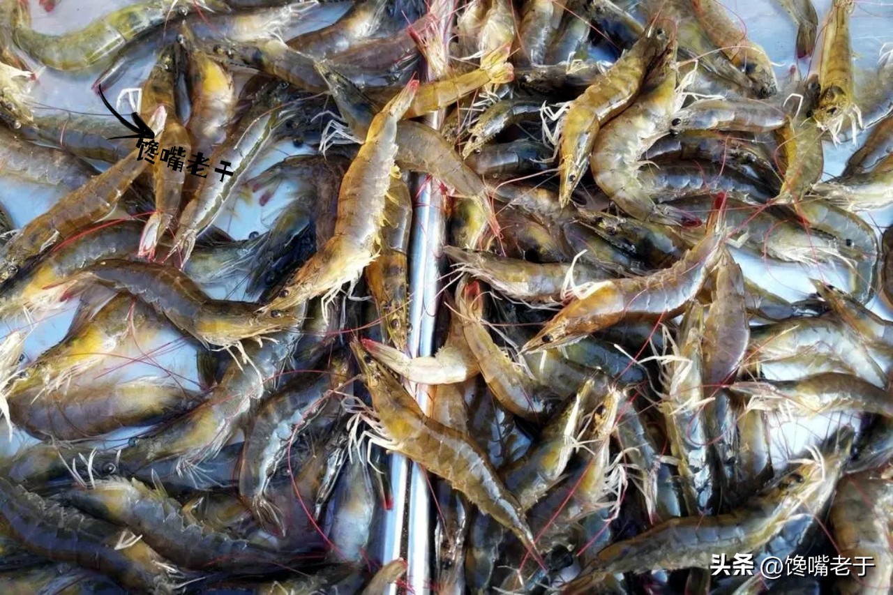 购买虾的正确方法和技巧,买虾要牢记这几点