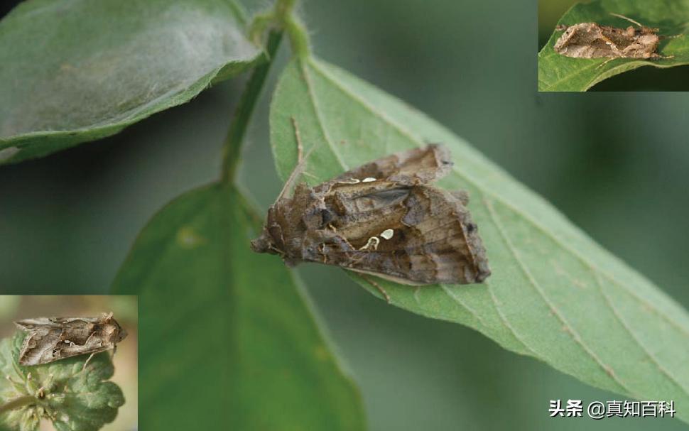 加拿大一枝黄花入侵现状,加拿大一枝黄花可以入侵哪些区域