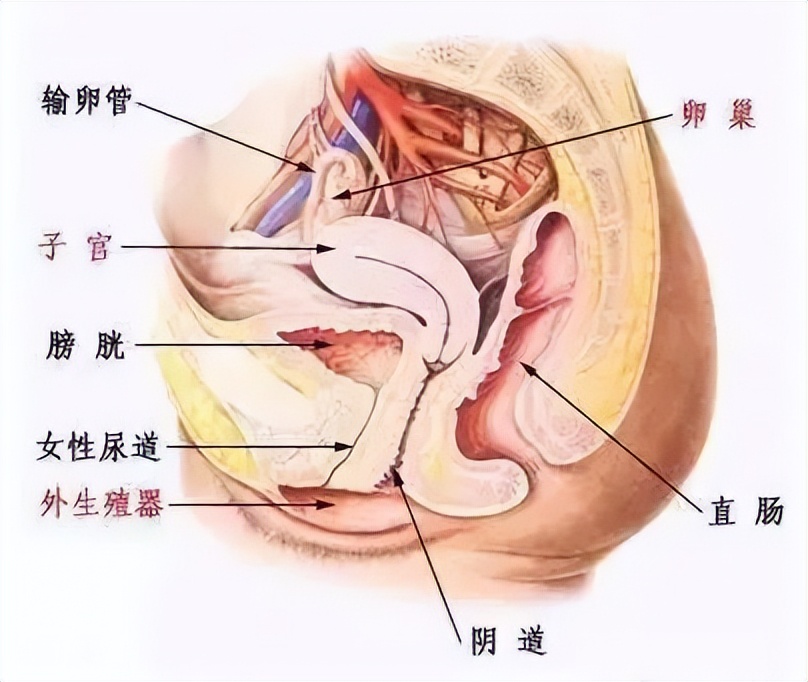 白带异常外阴瘙痒用什么药效果好,白带异常引起的外阴瘙痒用什么药