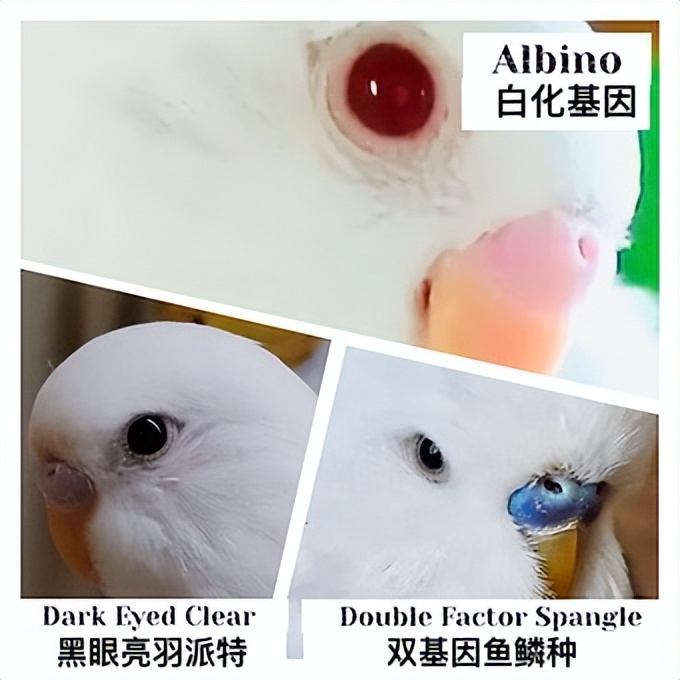 虎皮鹦鹉绿和蓝哪个基因强,虎皮鹦鹉白化红眼基因