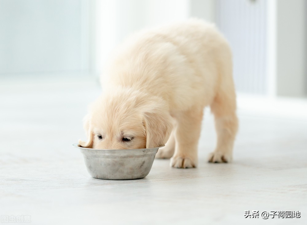 三年级作文描写动物怎样写,四年级描写小动物作文评语