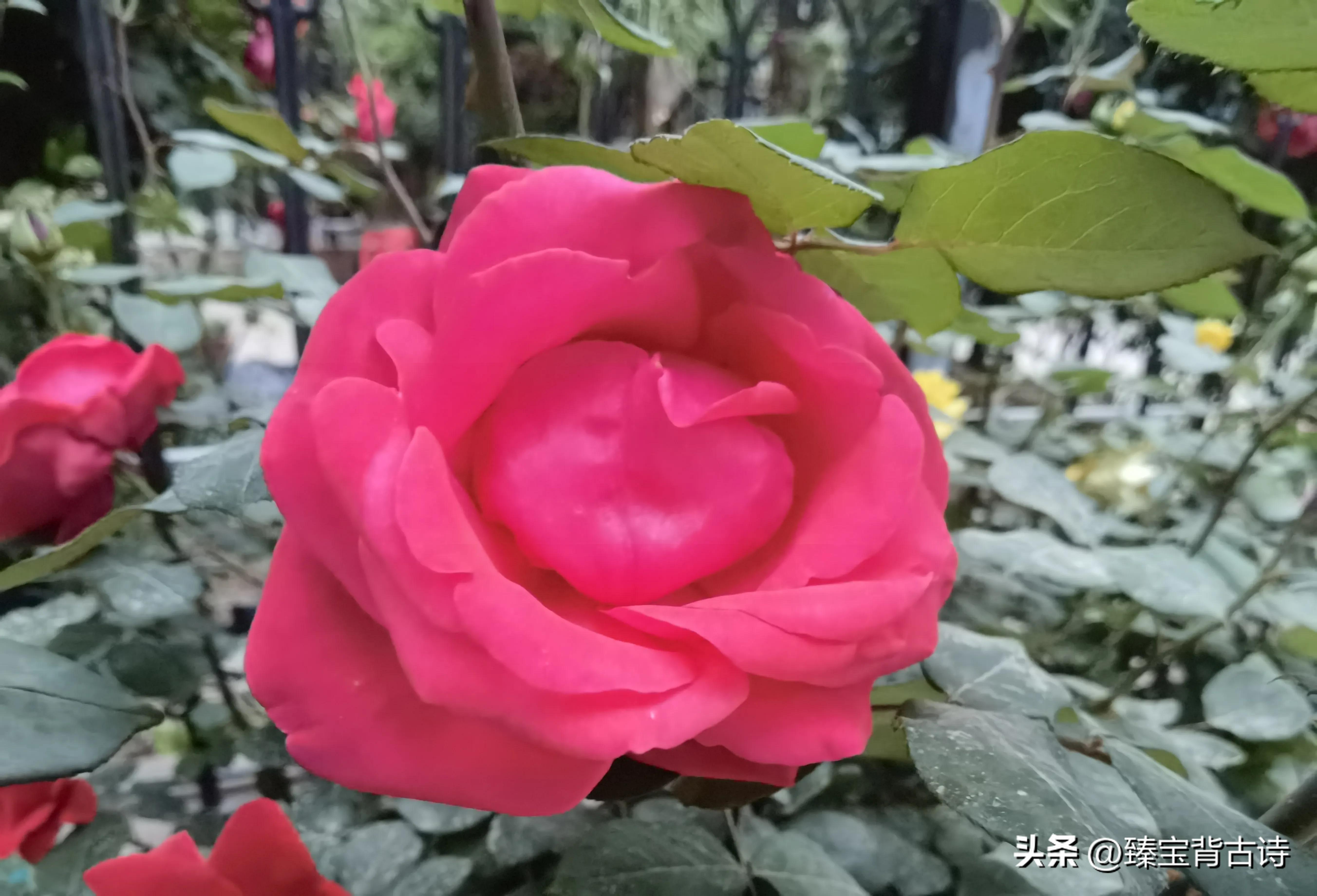 描写初夏的古诗词与配图,写初夏的经典古诗词