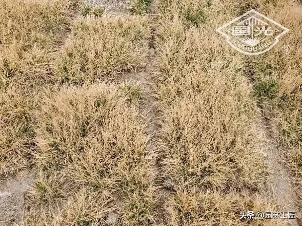 草坪越冬一般留多长,早熟禾草坪怎么越冬