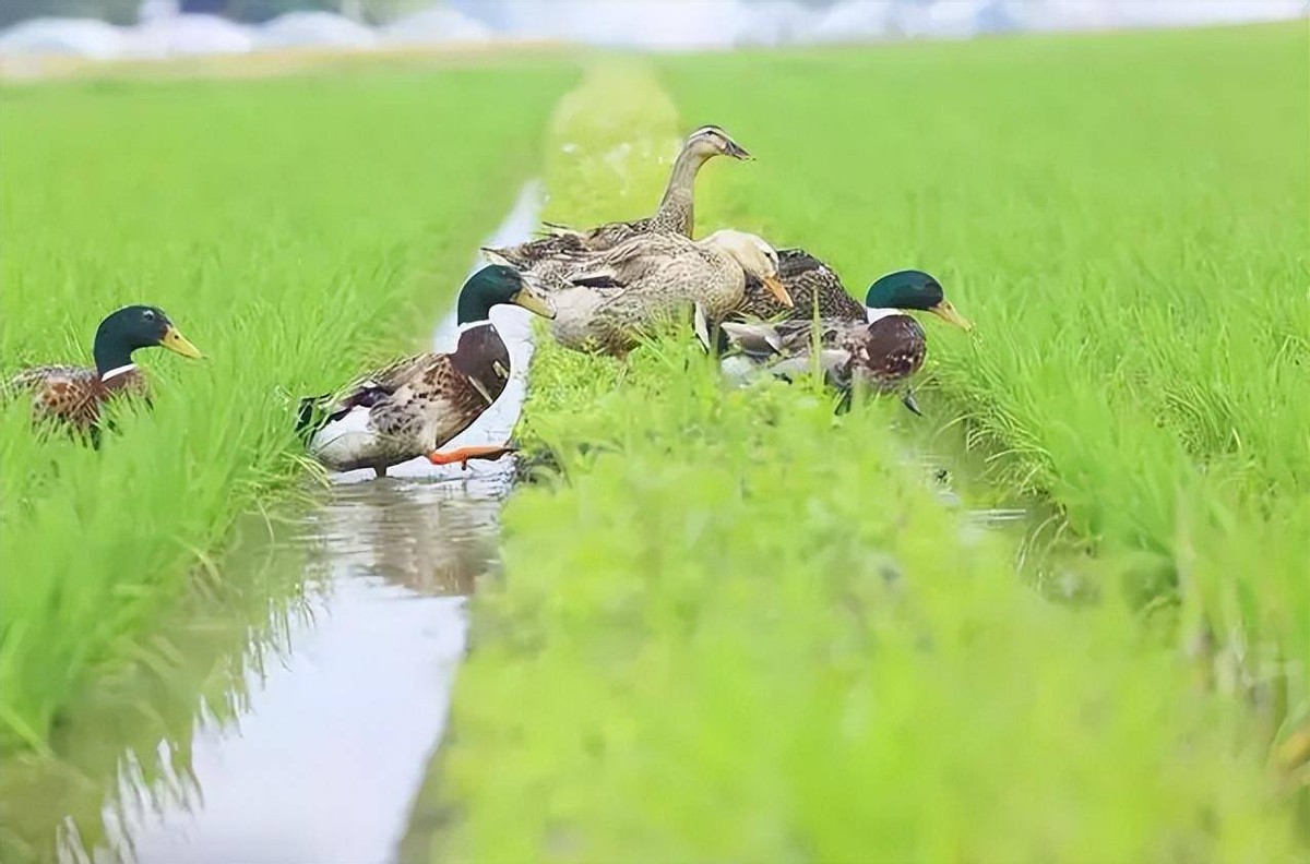 2006年日企在中国租1500亩地，5年不种庄稼，项目最后入不敷出