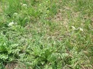 荠菜是一种野菜,荠菜又叫什么菜它的功效