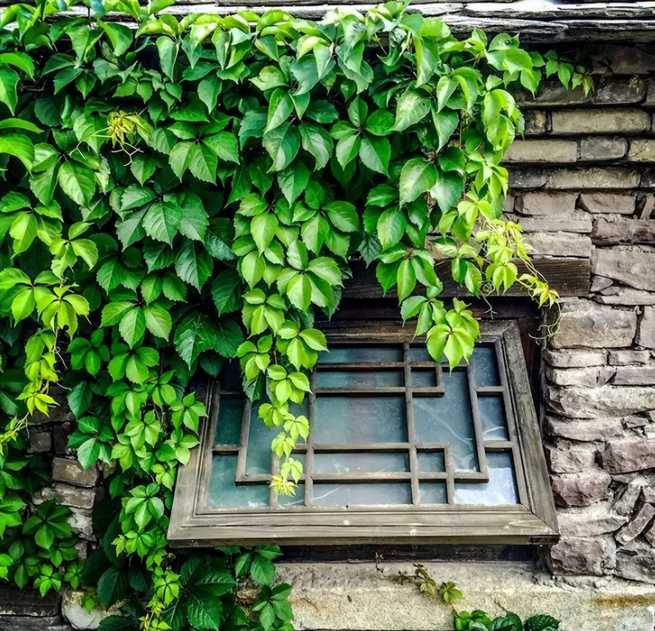 不想养的花太乱太杂哪些值得养,家中千万别养这8种毒花