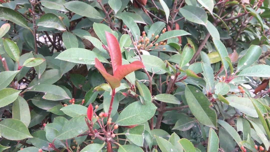 石楠花很臭为什么满大街都种呢,石楠花那么臭为什么要种那么多