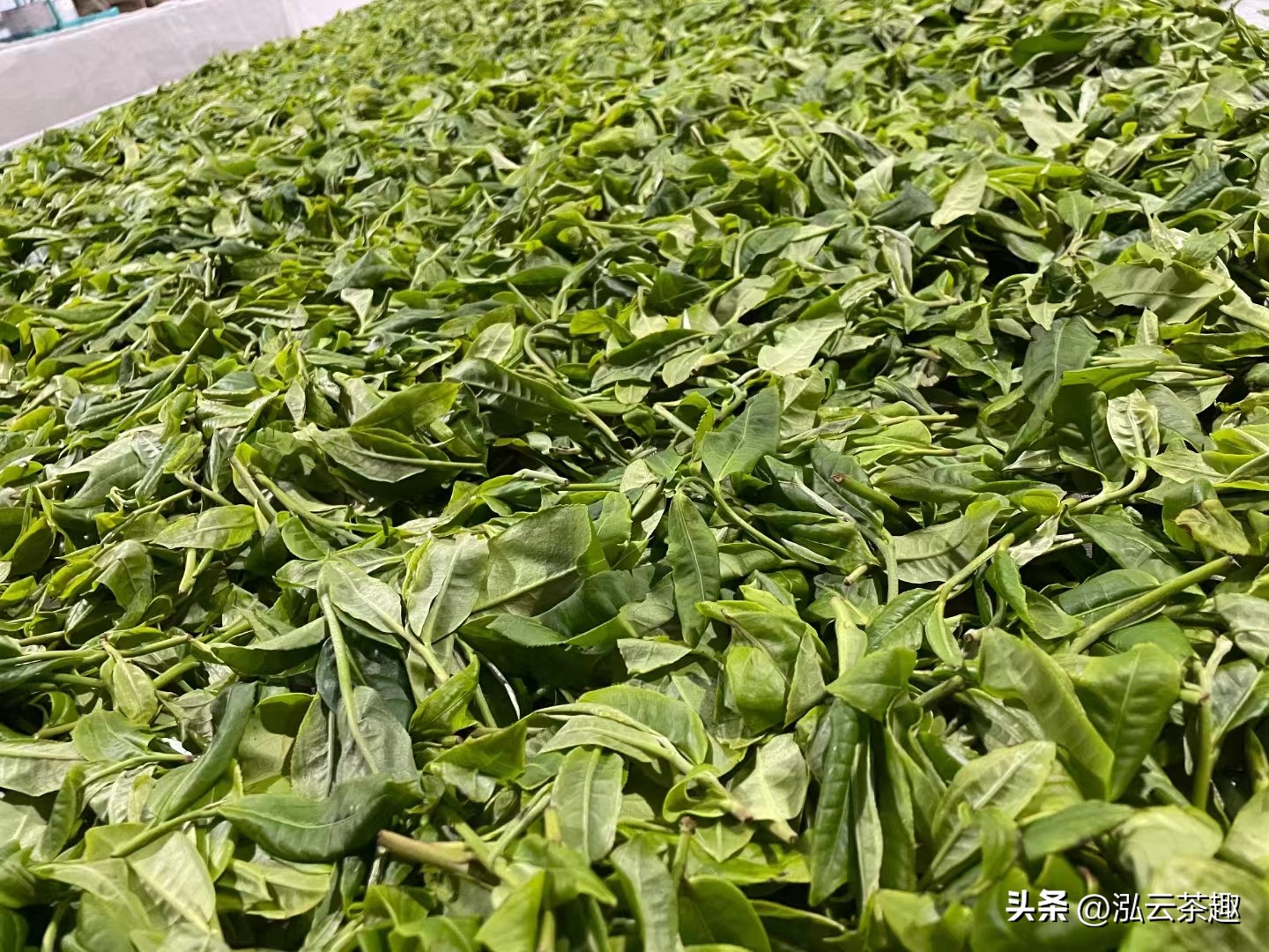 杀青后一般多长时间上映,杀青鱼