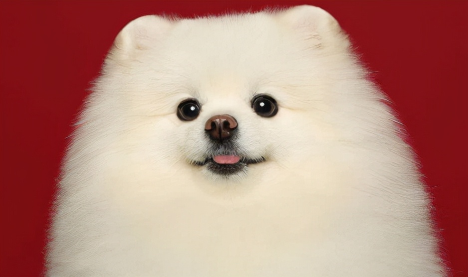 狗狗没有食欲精神不振又呕吐,狗狗没有食欲怎样做可以吃